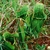 Plant in habitat. Pitchers green & open to the sky