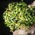 Sarcandra glabra