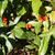 Sarcandra glabra