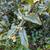 Sarcococca hookeriana