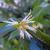 Sarcococca hookeriana