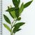 Sarcococca hookeriana var. humilis