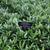 Sarcococca hookeriana var. humilis