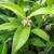 Sarcococca hookeriana 