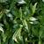 Sarcococca hookeriana var humulis