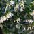 Sarcococca hookeriana