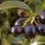 Sarcococca hookeriana