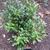 Sarcococca orientalis