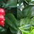 Sarcococca ruscifolia