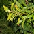 Sarcococca ruscifolia