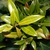 Sarcococca ruscifolia