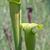 Sarracenia alata