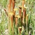 A stand of pitchers in the wild. Pitchers have red veins.