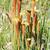 Sarracenia alata