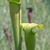 Close-up on the hooded open ends of two pitchers.