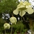 Solitary, large, pendulous flowers with pale yellow perianths
