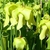 Close-up of the flowers with pendulous yellow sepals & petals
