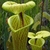 Close-up on yellow-green, lidded pitchers with red veins.