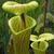 Sarracenia flava