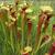 Sarracenia flava