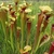 Side view of yellow-green, lidded pitchers with dense red veins.