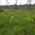 A pineland meadow with dozens of pitchers among the grass