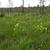 Sarracenia flava