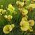 Sarracenia flava