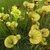 top view of yellow-green, lidded pitchers with red veins.