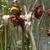 Sarracenia leucophylla