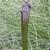 Sarracenia leucophylla