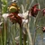 White-topped pitcher & red, nodding flowers.