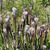 Sarracenia leucophylla