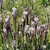 Stand of pitchers in the wild. They have white tops & red veins.