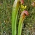 Pair of red-suffused pitchers with prominent white spots.