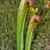 Sarracenia minor
