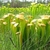 Greenish hooded pitchers with white window spots.