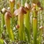 Stand of pitchers with reddish hoods and white window spots.
