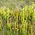 Sarracenia minor