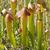 Sarracenia minor