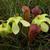 Sarracenia minor
