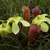 Close-up on yellow, nodding flowers & red, white-spotted leaves