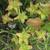 Sarracenia minor