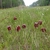 Open, grassy meadow with many red, nodding flowers.