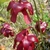 The nodding, red, solitary flowers of S. psitticina.