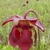 Solitary, nodding flower with spreading sepals & drooping petals