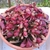 Dense rosetted of procumbent red pitchers with white spots.