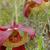 Sarracenia psittacina