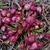 Rosette of red, procumbent pitchers with ballon-like hoods.