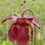 Sarracenia psittacina